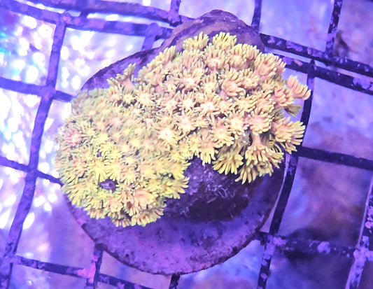 Goniopora Ultra (LPS-U100)