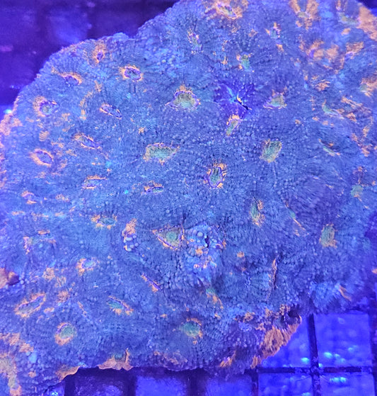 Acanthastrea Echninata Ultra (LPS-E102)