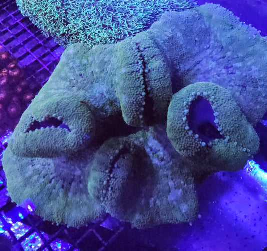 Haddon Carpet Anemone #1