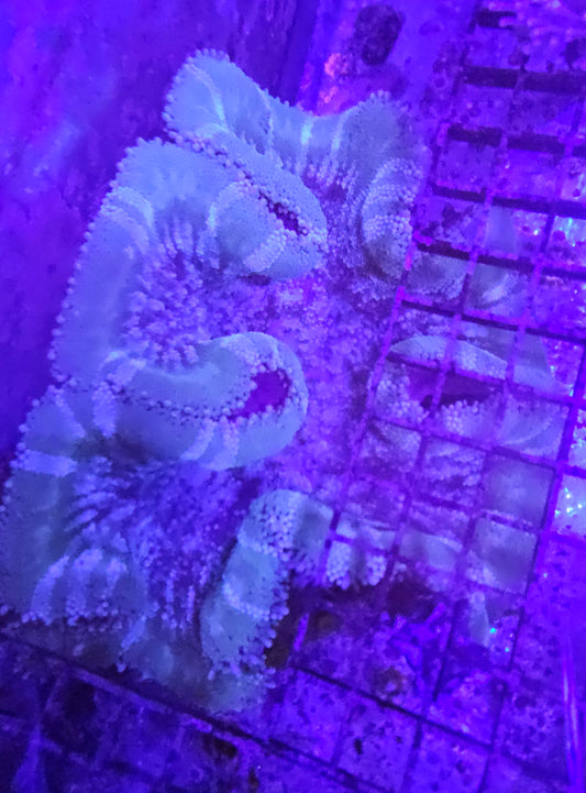 Haddon Carpet Anemone #2