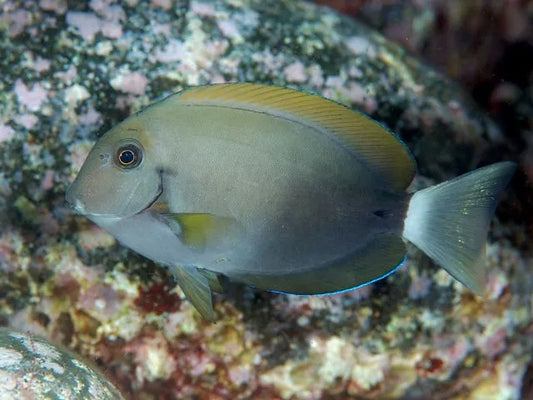Epaulette Surgeonfish