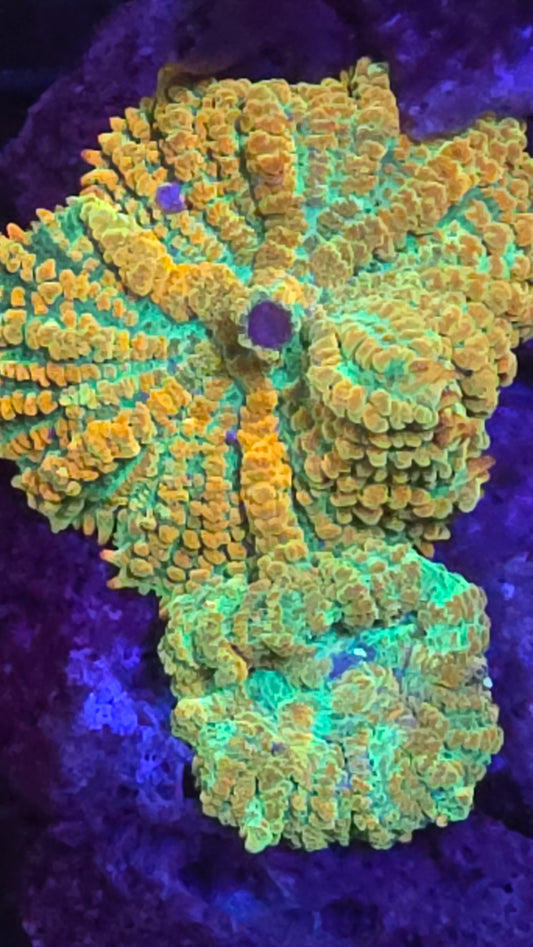 Tequila Sunrise Mushroom