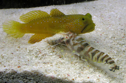 Yellow Watchman Goby + Tiger Pistol Shrimp (Pair)