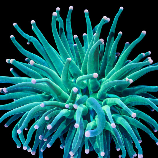 Euphyllia Torch (LPS-080)