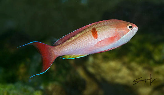 RedBar Anthias