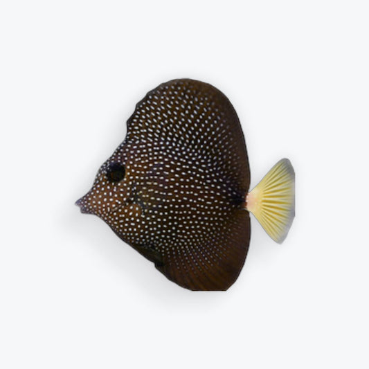 Gem Tang