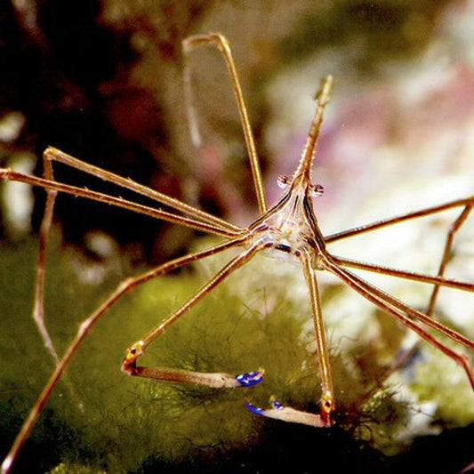 Crabe émeraude