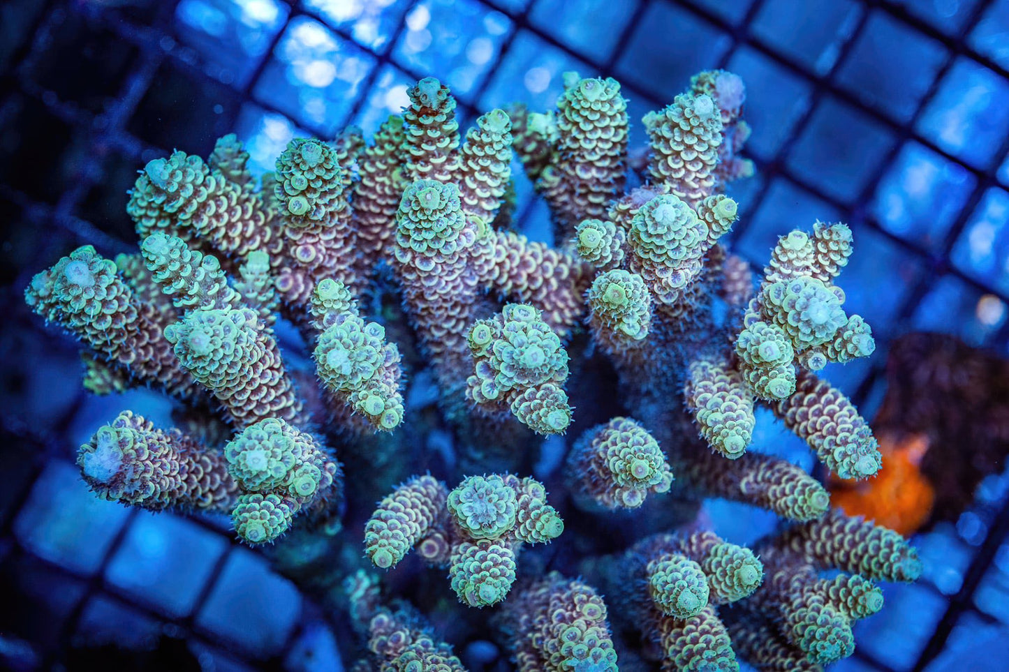 WYSWYG Acropora - 2 inch frag (SPS-42)