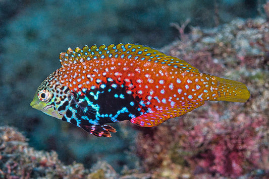 Vermiculate Leopard Wrasse (Female)