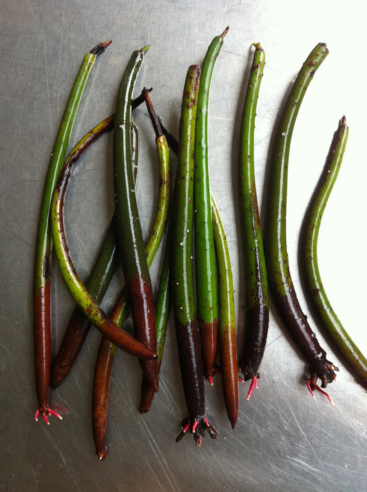 Mangrove Plant (Propagules)