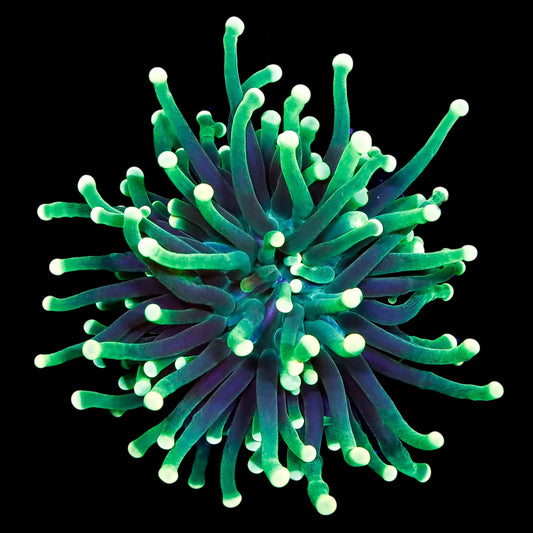 Euphyllia Torch (LPS-081)