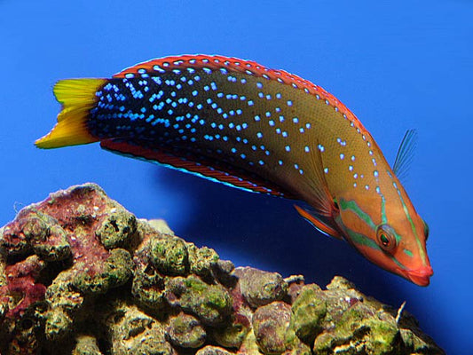 Clown Wrasse - Adult