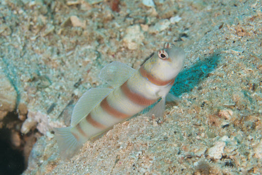 Steinitz Goby