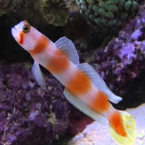 Pinkbar Goby