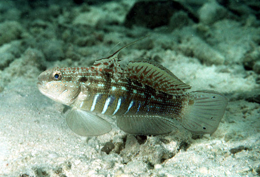 Sleeper Banded Goby