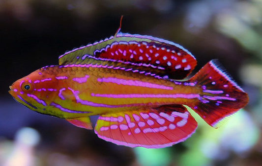Diamond-Tail Flasher Wrasse
