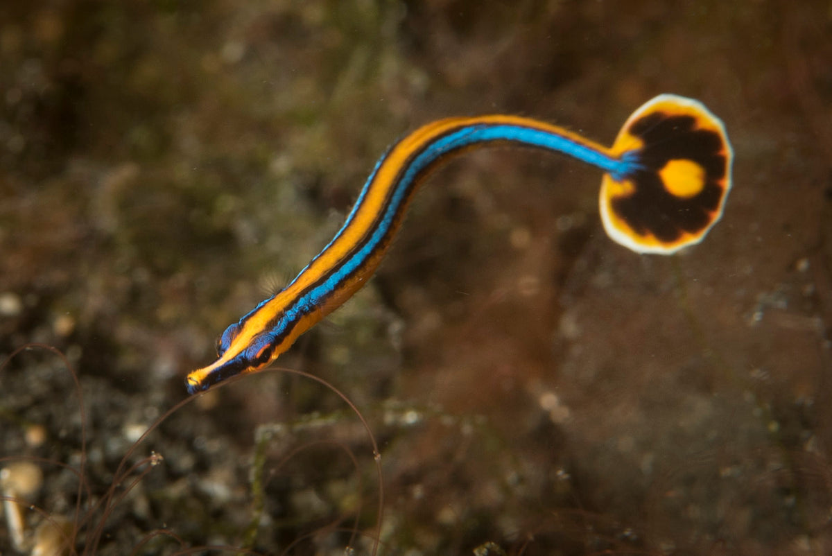 Bluestripe Pipefish