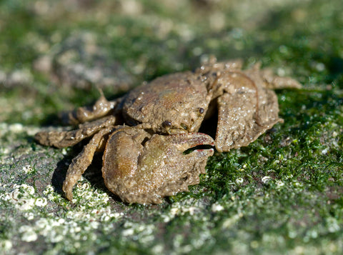 Porcelain Crab