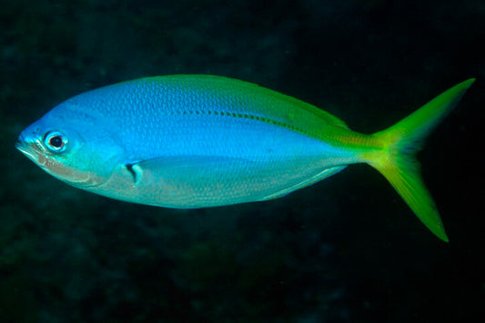 Yellow Tail Fusilier
