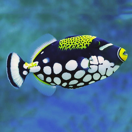 Clown Triggerfish