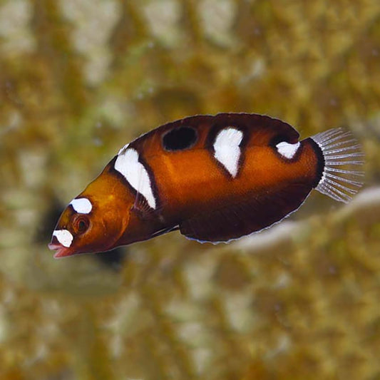 Queen Coris Wrasse (Formosa)