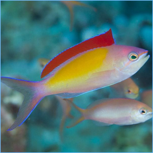 Dispar Anthias