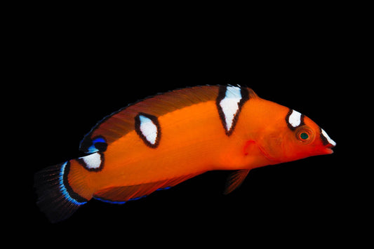 Clown Wrasse - Juvenile
