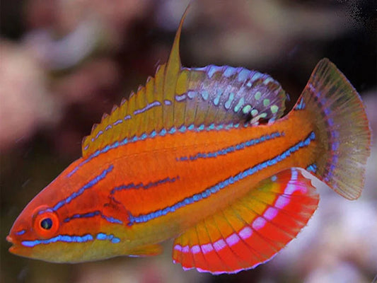 McCosker's Flasher Wrasse
