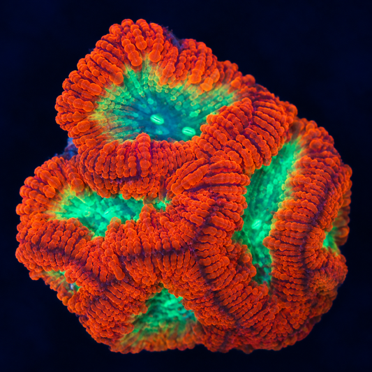 Blastomussa (Red-orange with a bright neon green center)