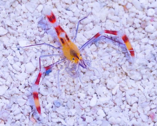 Coral Banded Shrimp