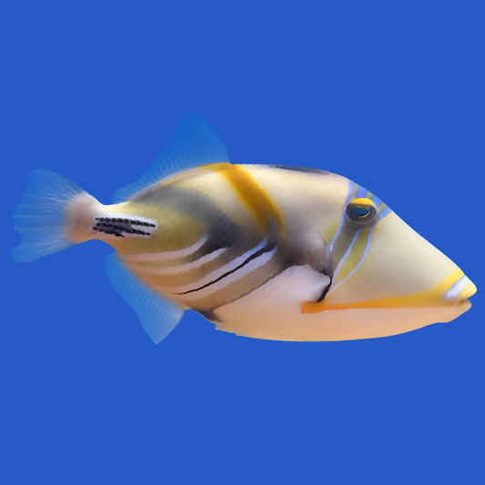 Humu Picasso TriggerFish
