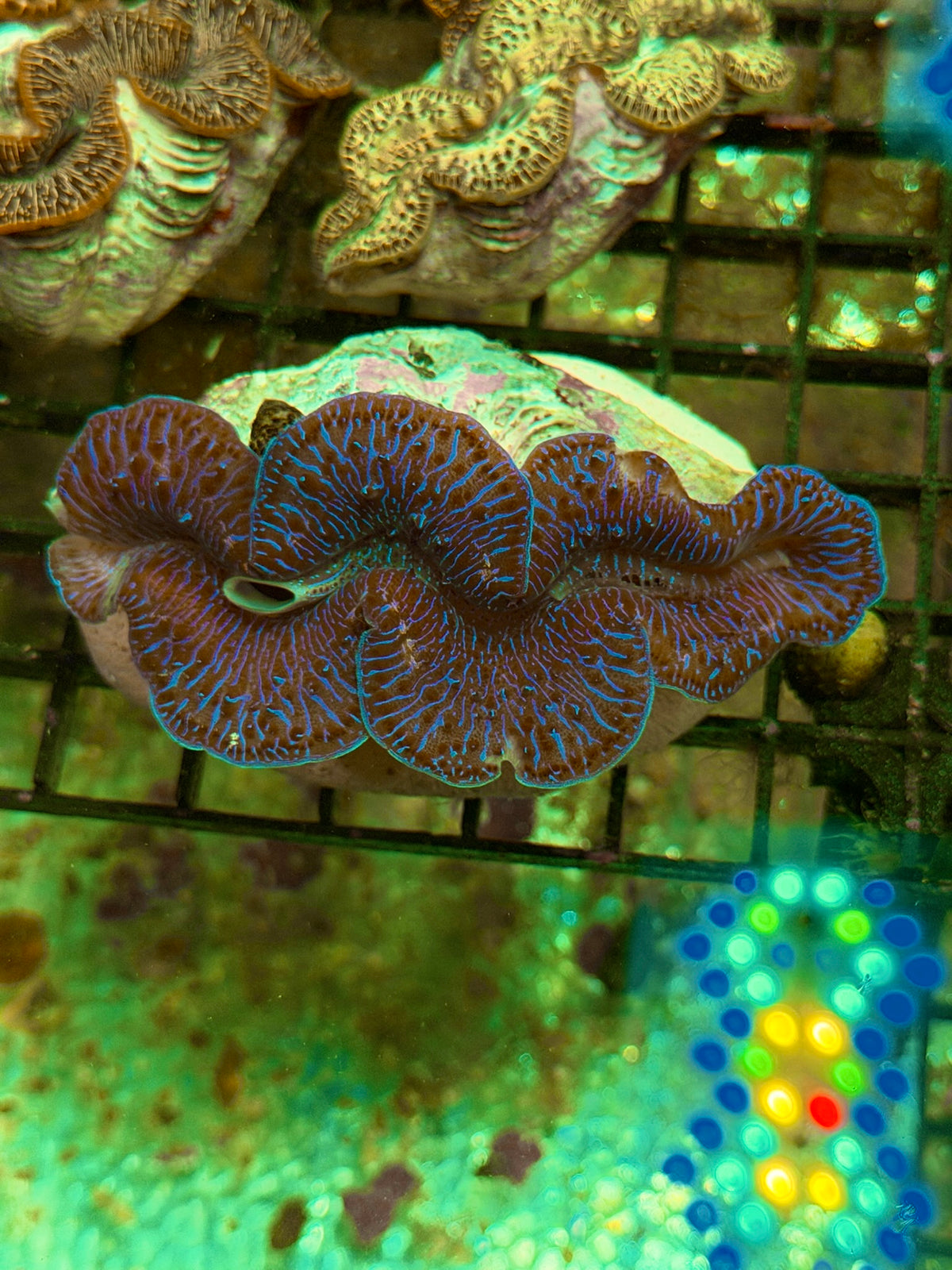 Croacea clams