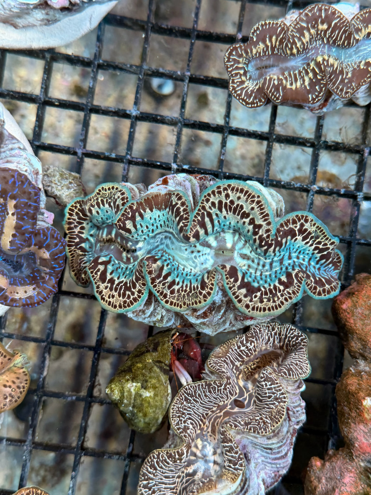Croacea clams