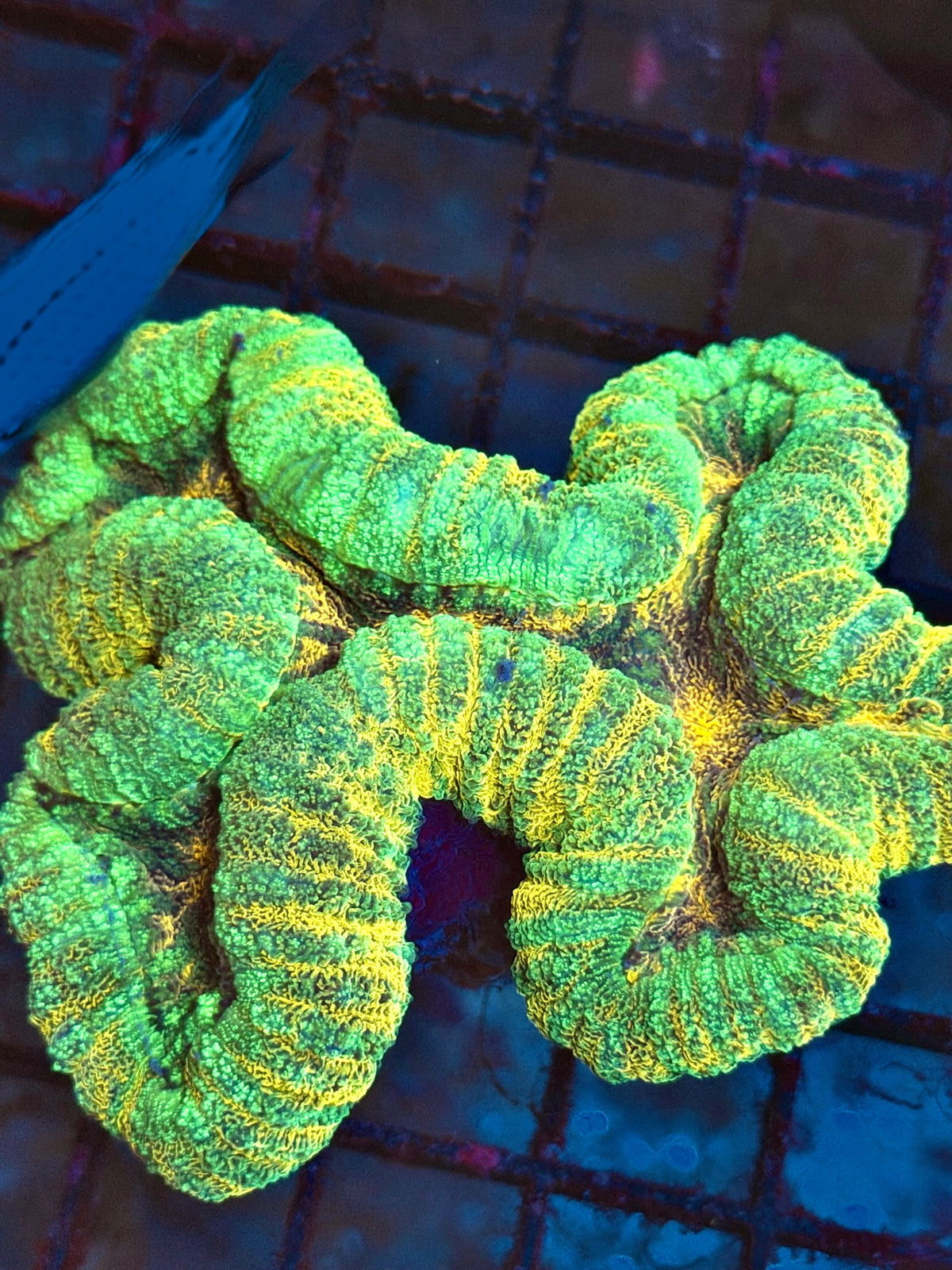 Lobophyllia