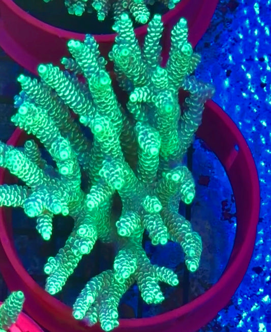 Acropora