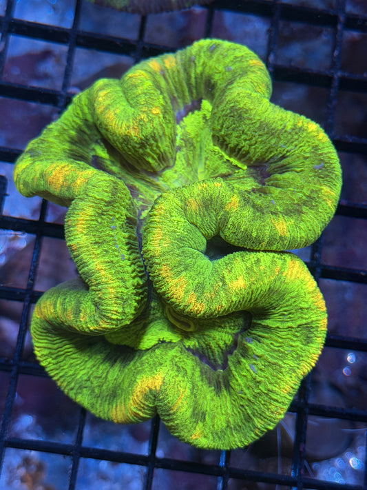 Trachyphyllia (C18)