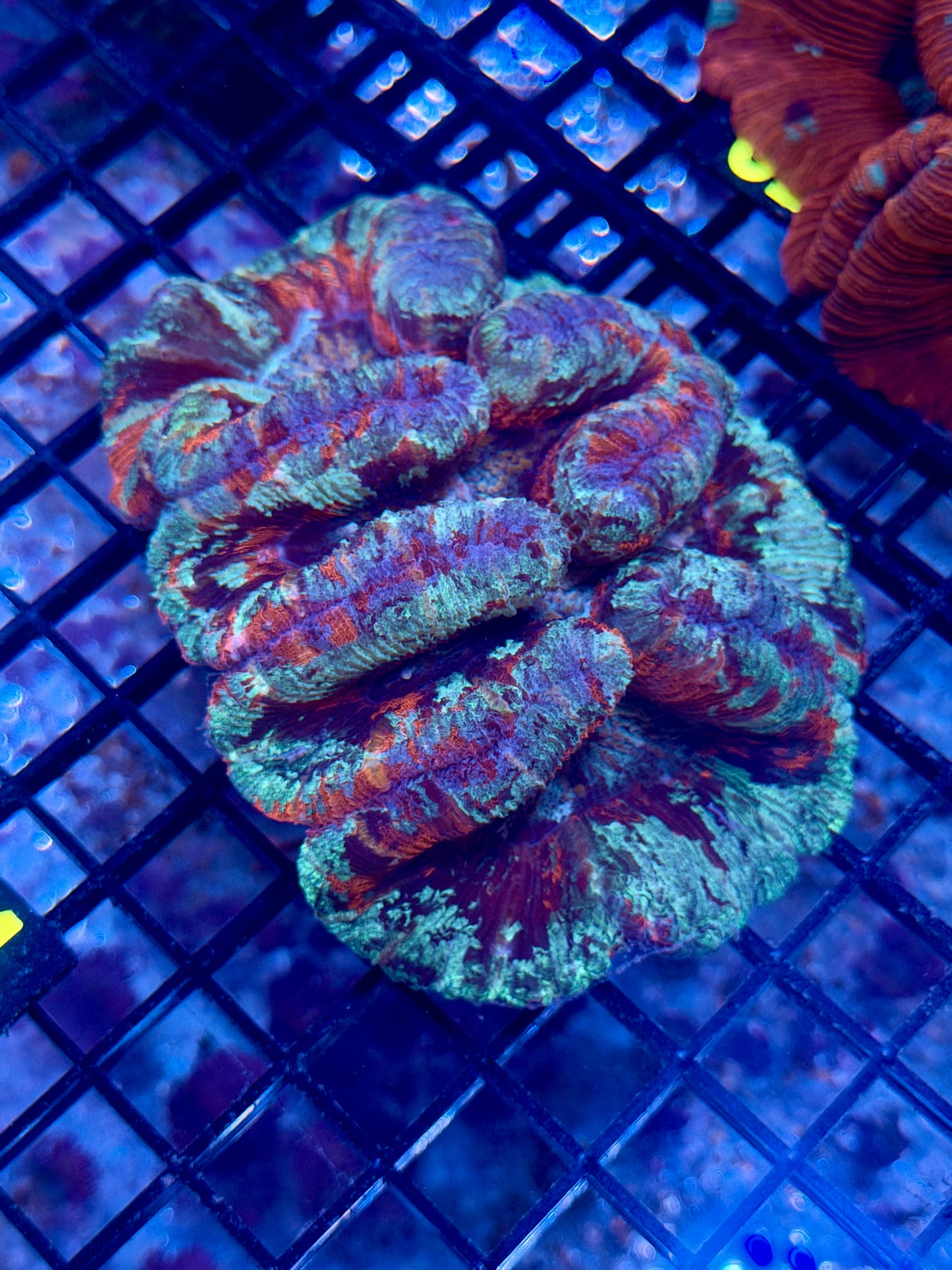 Trachyphyllia (C14)