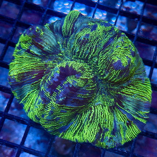 Trachyphyllia (C16)