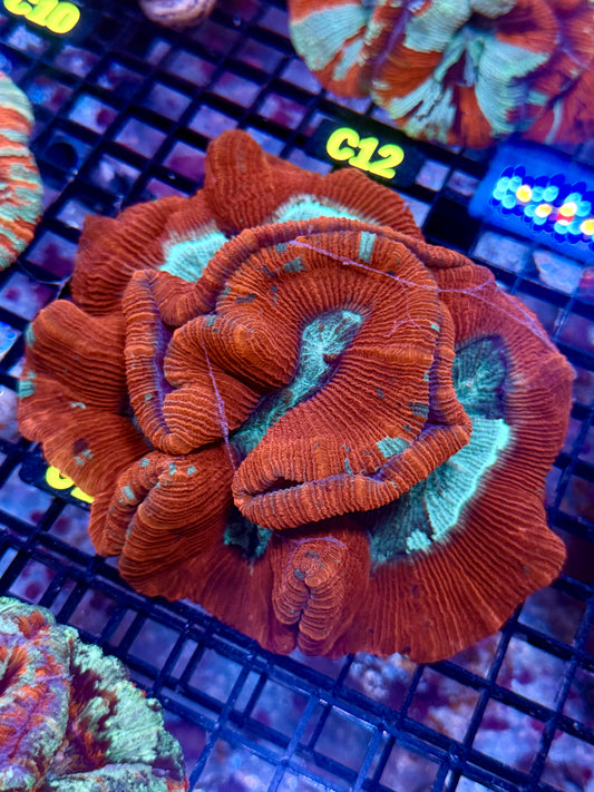 Trachyphyllia (C13)