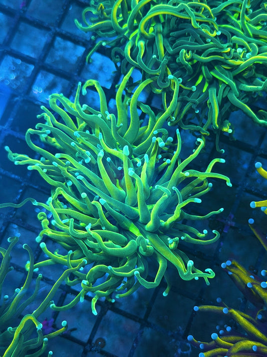 B7 - Neon green torch pink tips
