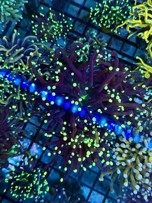 B11 - Purple torch  yellow tips