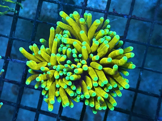 B1 - Yellow torch blue tips