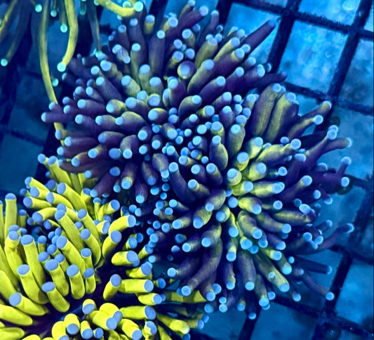 B10 - Purple torch yellow -pink tips