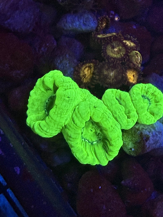 Candy Cane Coral Frags (kryptonite)