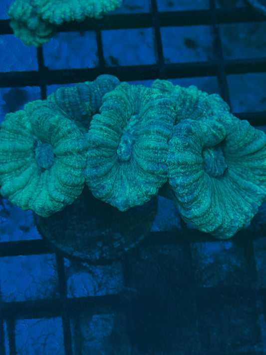 Green Candy cane (per head)