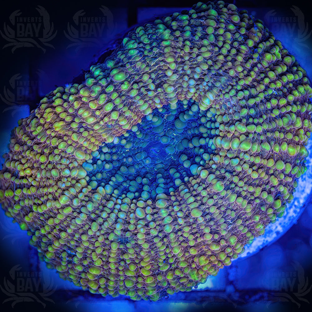 WYSIWYG Scoly LPS-001 – Inverts Bay
