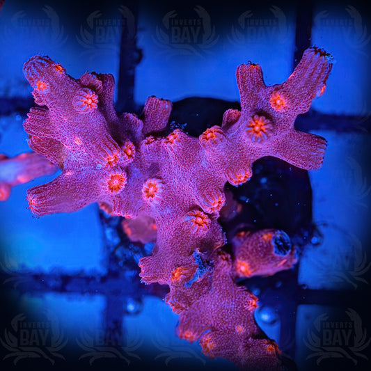 Pink Branching Cyphastria (LPS-XXX)