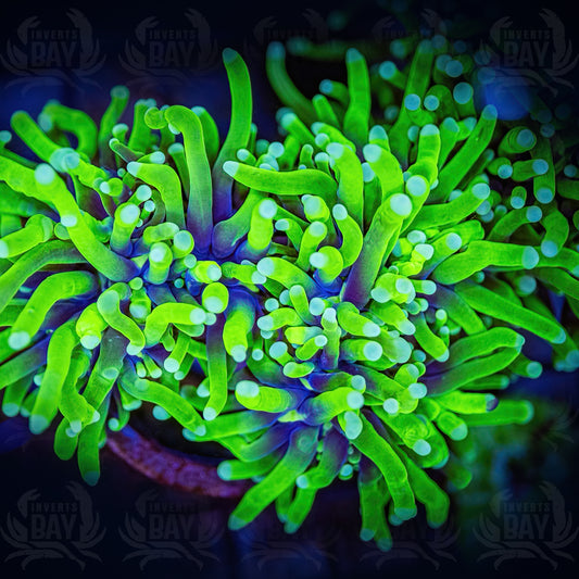 Neon Green White Tip Torch (LPS-XXX)
