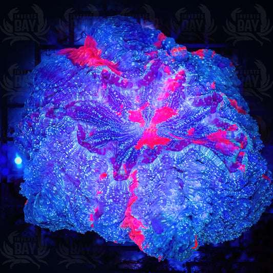 Acanthophyllia (Donut) Blue and Pink (LPS-XXX)