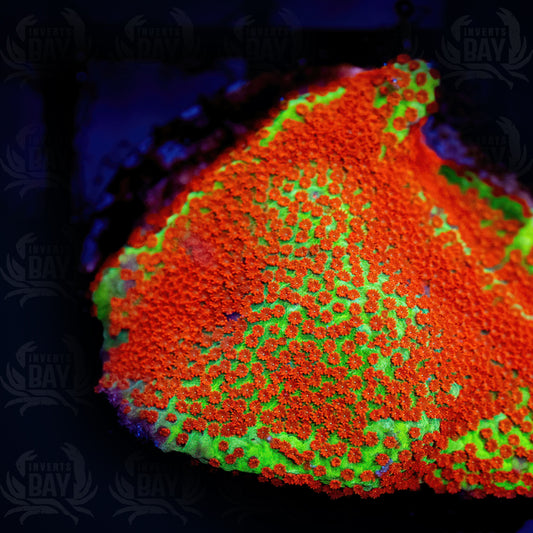 Burning Banana Stylocoeniella (LPS-XXX)